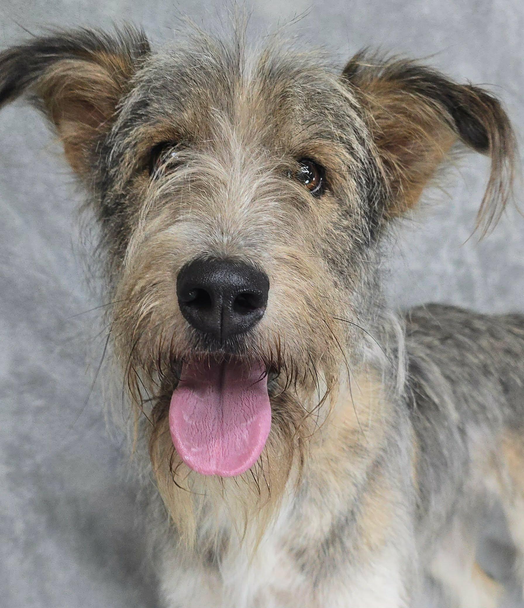 Brent, adopted, Young Male Schnauzer & Terrier.