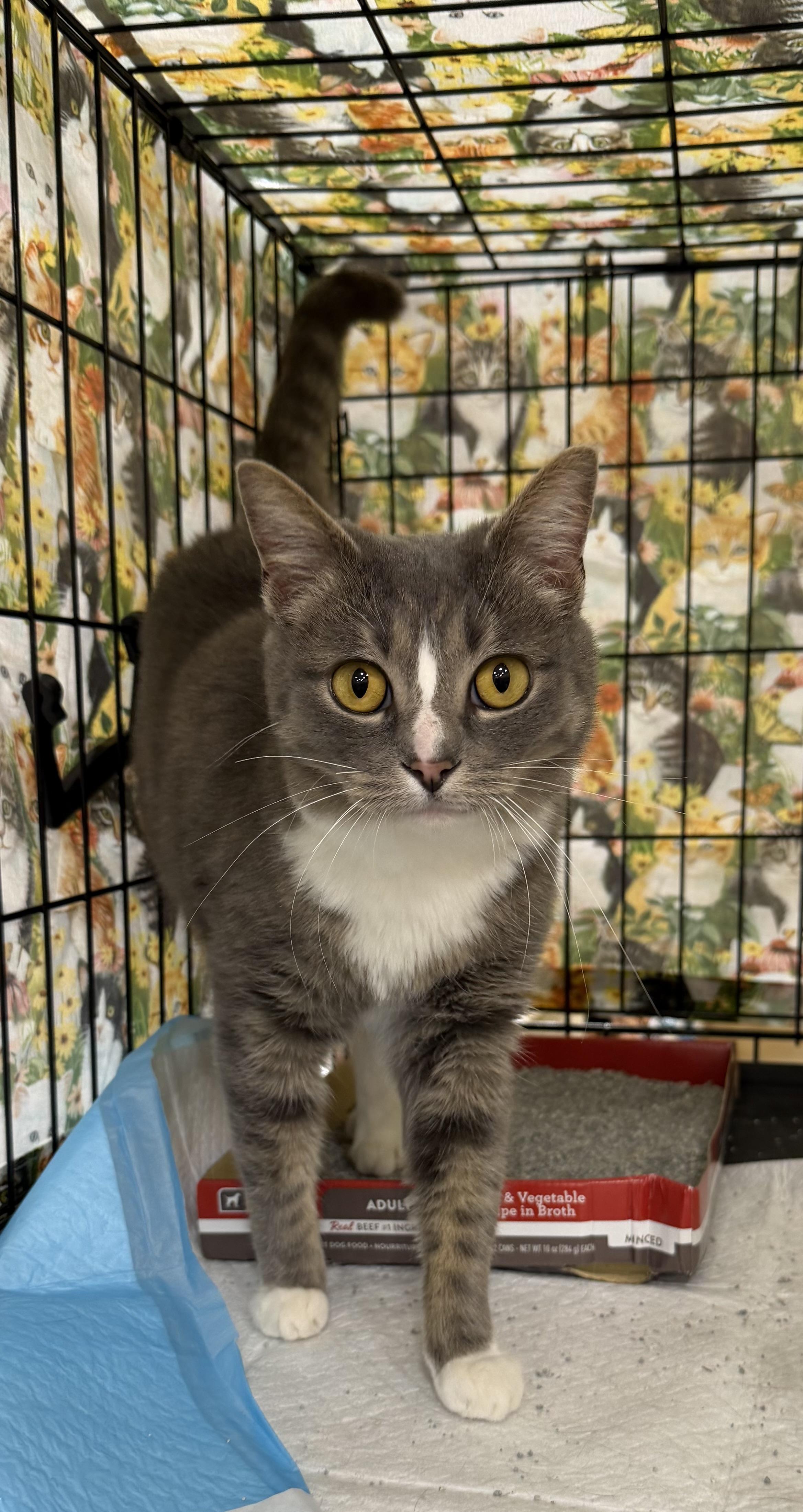 Enlarge Mina, an adopted mixed breed in Oriental , NC image 1/4