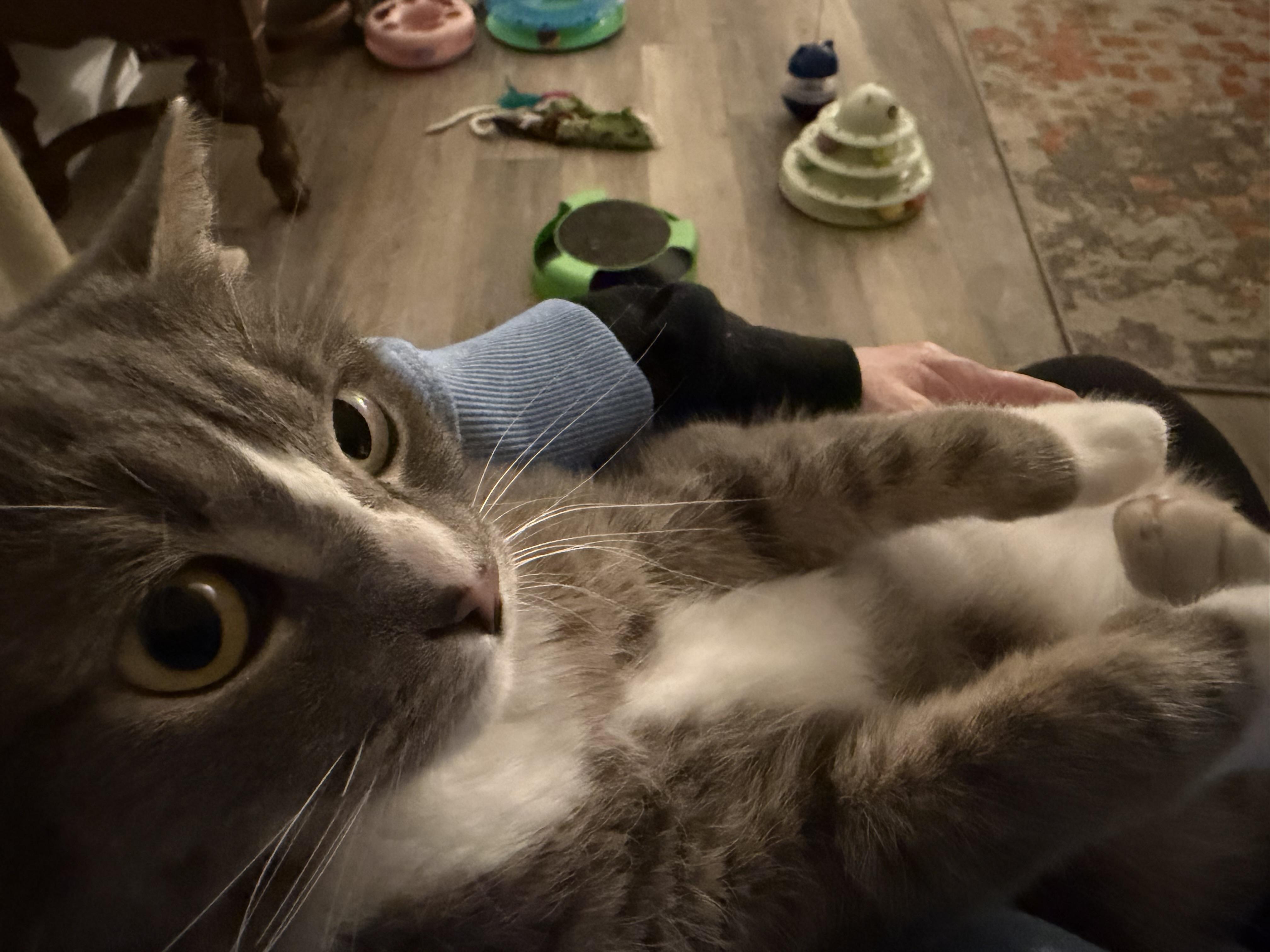 Enlarge Mina, an adopted mixed breed in Oriental , NC image 4/4