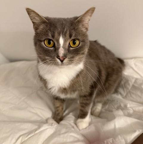 Meena, Adoptable, Adult Female Domestic Medium Hair & Tabby.