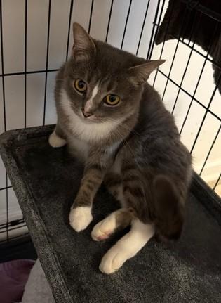 Enlarge Meena, a Adoptable mixed breed in Oriental , NC image 2/2