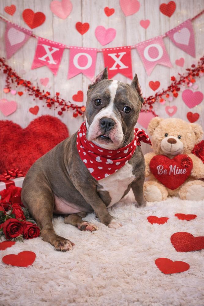 Murphy, Adoptable, Adult Male American Bully.