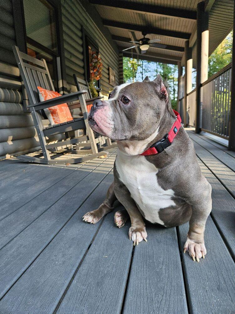 Enlarge Murphy, a Adoptable American Bully in Earleville, MD image 3/5