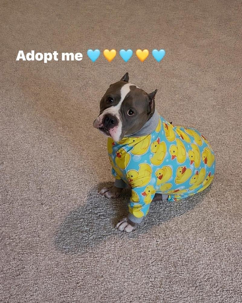 Enlarge Murphy, a Adoptable American Bully in Earleville, MD image 2/6