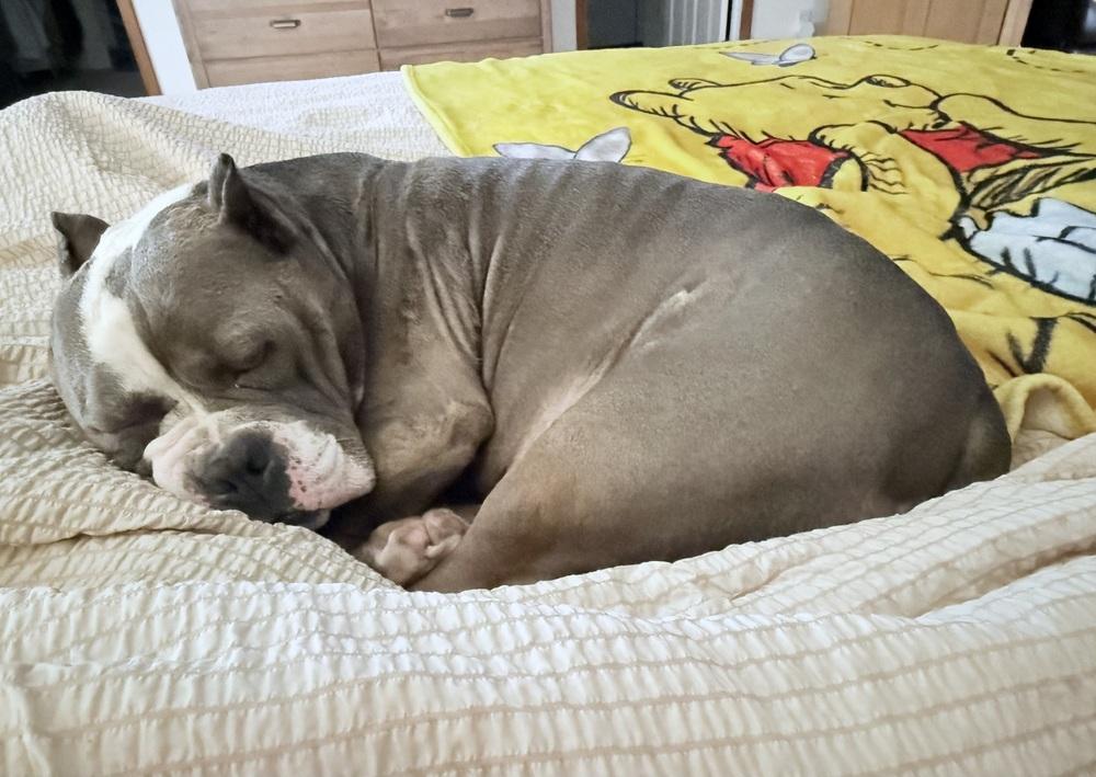 Enlarge Murphy, a Adoptable American Bully in Earleville, MD image 3/6