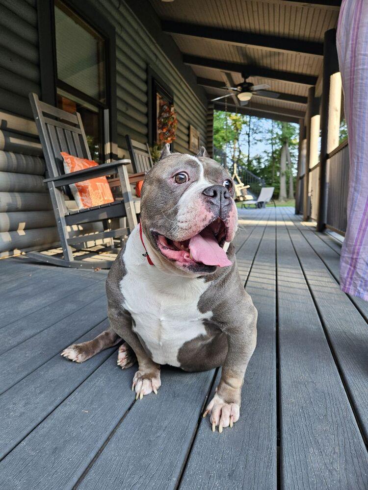 Enlarge Murphy, a Adoptable American Bully in Earleville, MD image 5/5