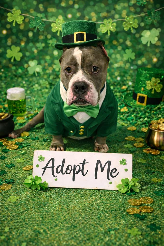 Enlarge Murphy, a Adoptable American Bully in Earleville, MD image 4/6
