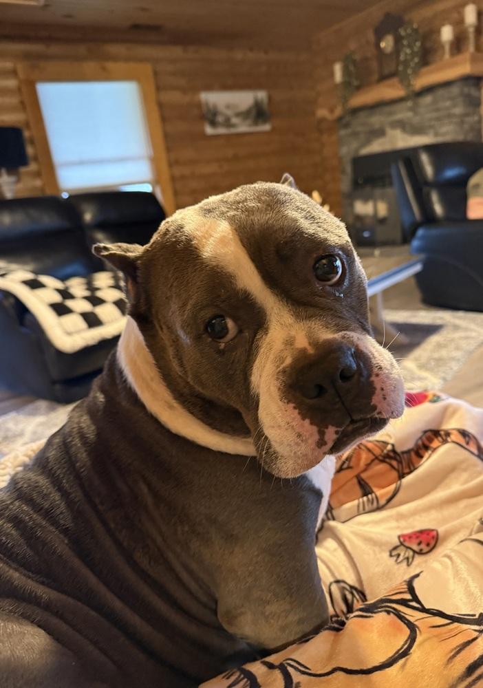 Enlarge Murphy, a Adoptable American Bully in Earleville, MD image 6/6