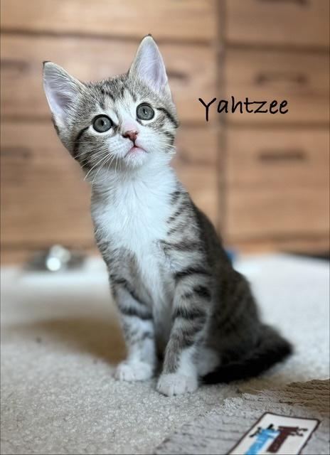 Enlarge Yahtzee & Bingo, a ADOPTABLE Tabby in Brighton, MI image 4/6