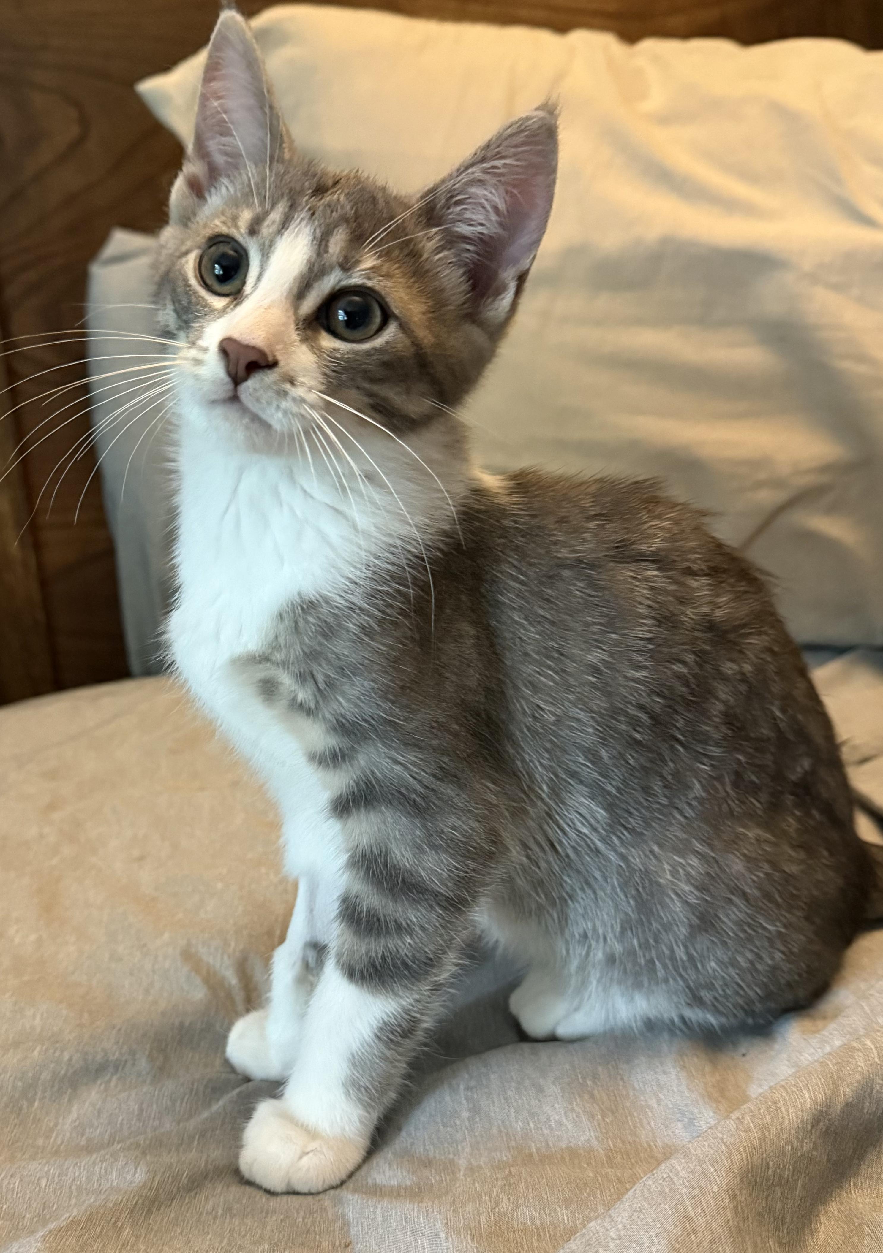Enlarge Yahtzee & Bingo, a ADOPTABLE Tabby in Brighton, MI image 2/6