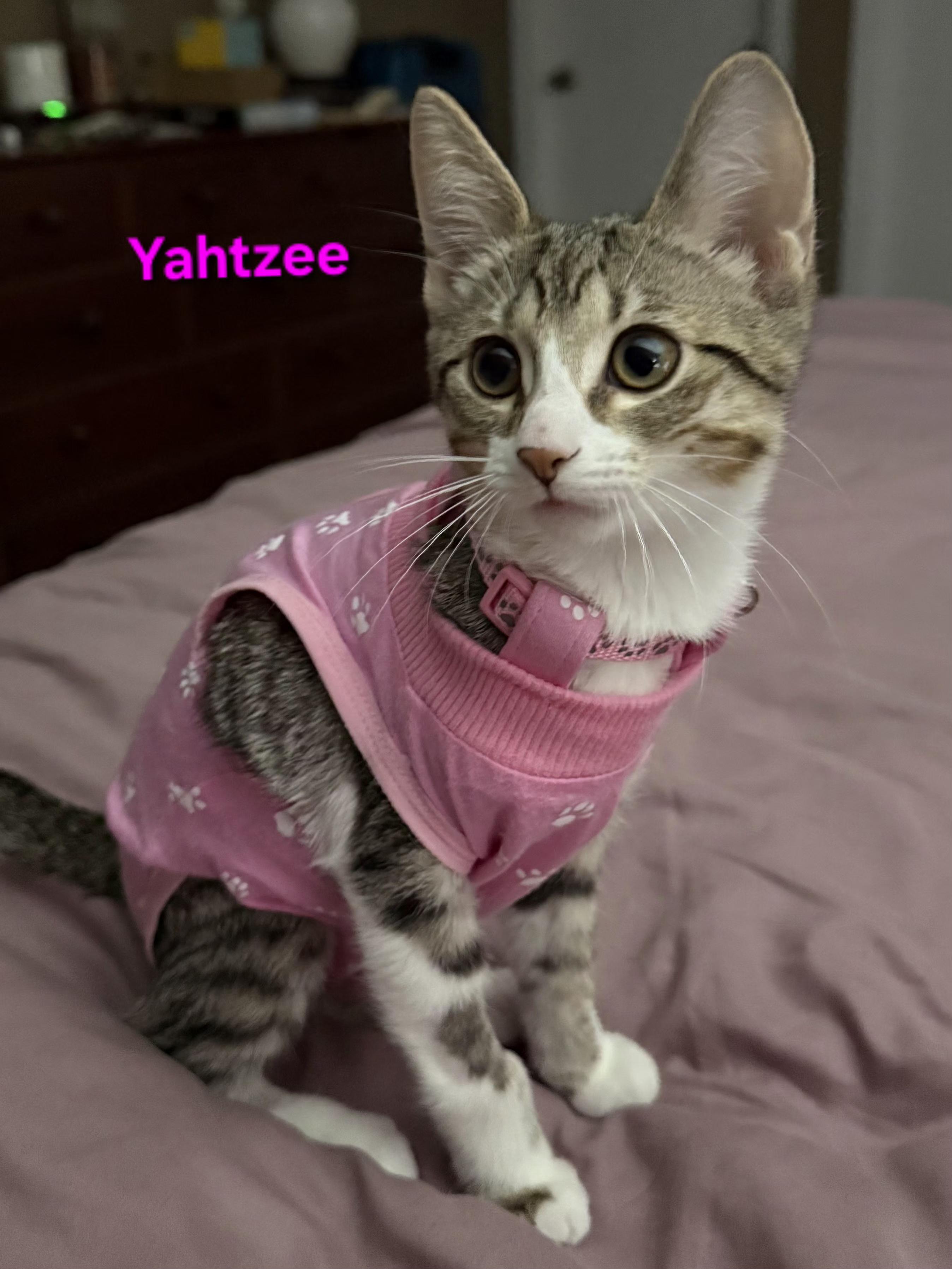 Enlarge Yahtzee & Bingo, a ADOPTABLE Tabby in Brighton, MI image 3/6