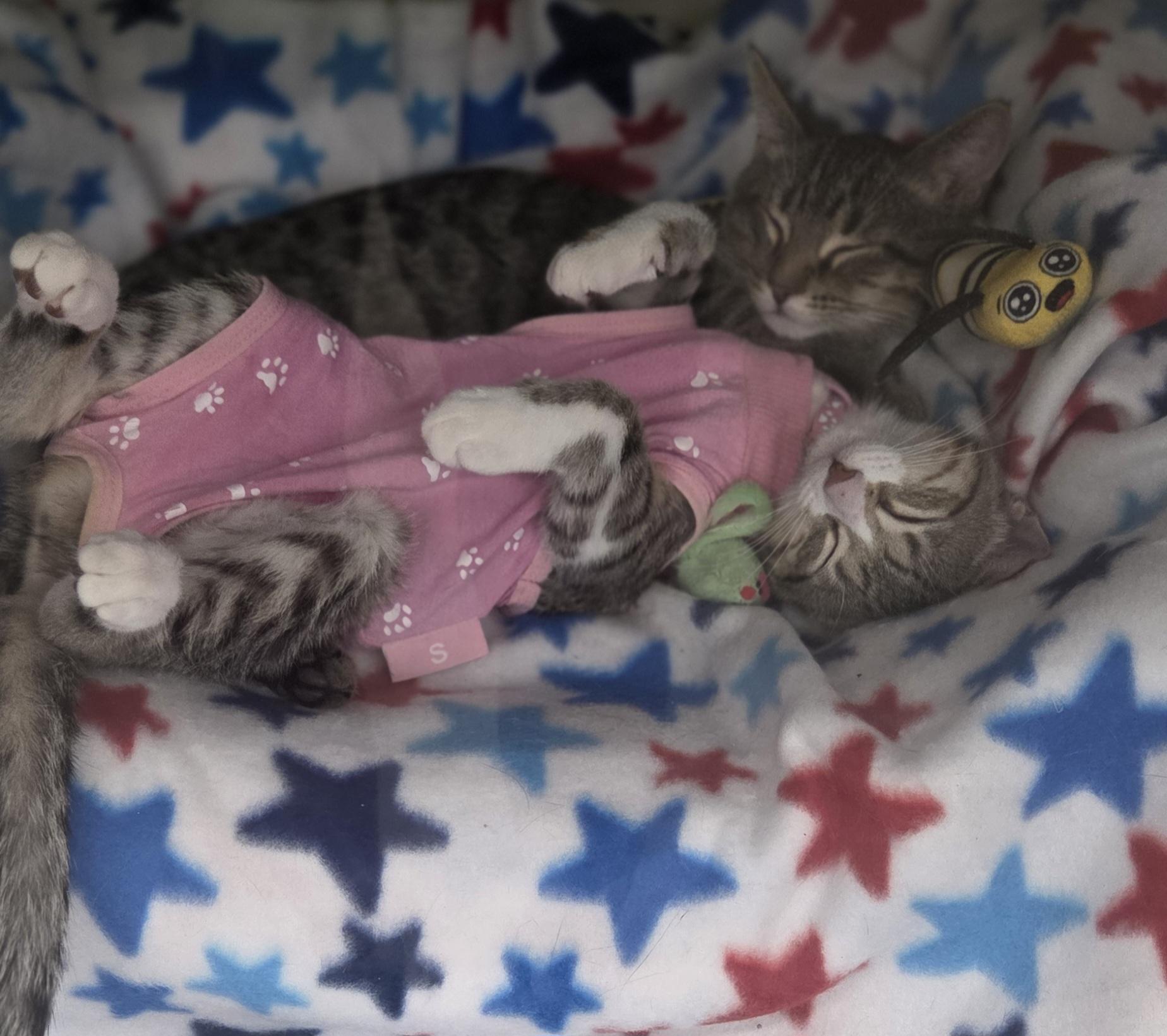 Enlarge Yahtzee & Bingo, a ADOPTABLE Tabby in Brighton, MI image 5/6