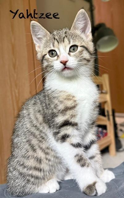 Yahtzee & Bingo, ADOPTABLE, Kitten Female Tabby.