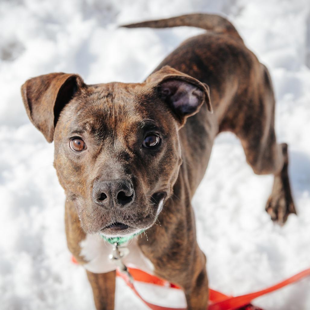 Milo, Adoptable, Adult Male Mixed Breed.