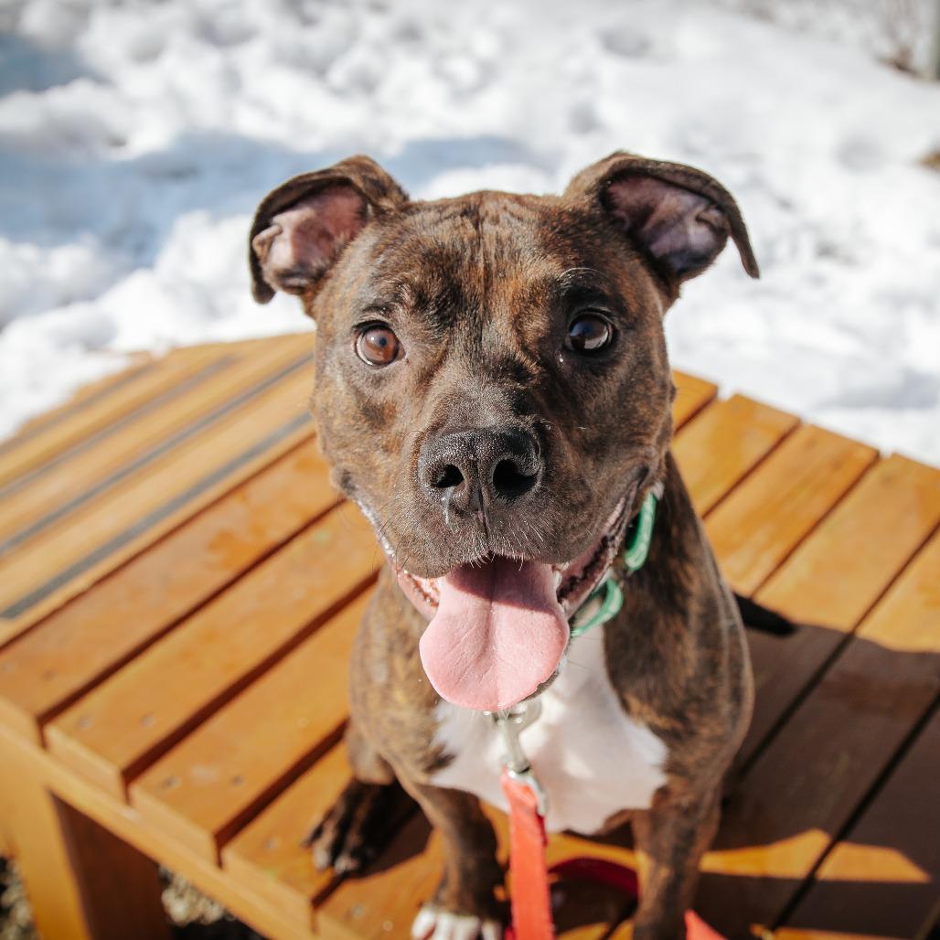 Milo, Adoptable, Adult Male Mixed Breed.