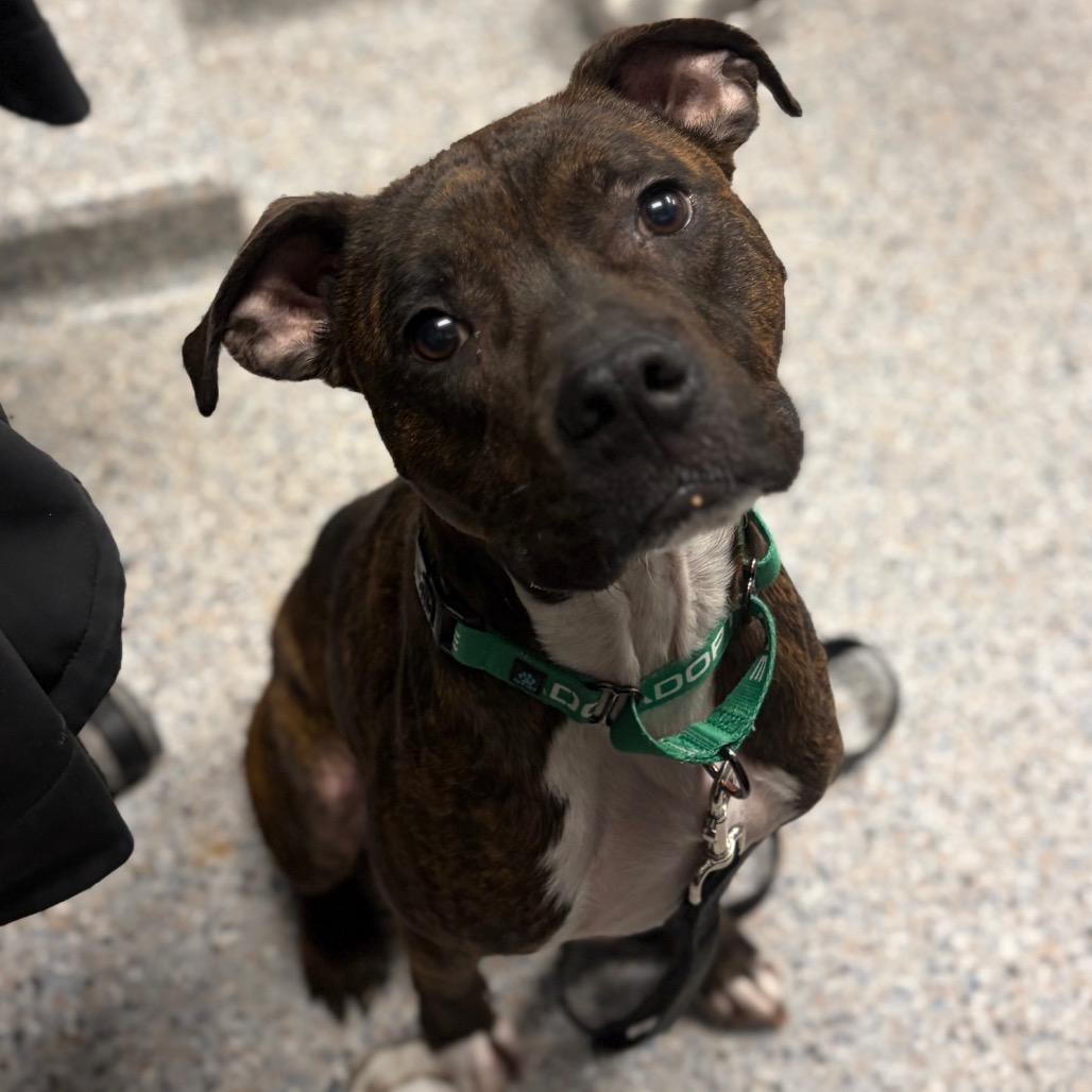 Enlarge Milo, a Adoptable Mixed Breed in West Olive, MI image 2/6