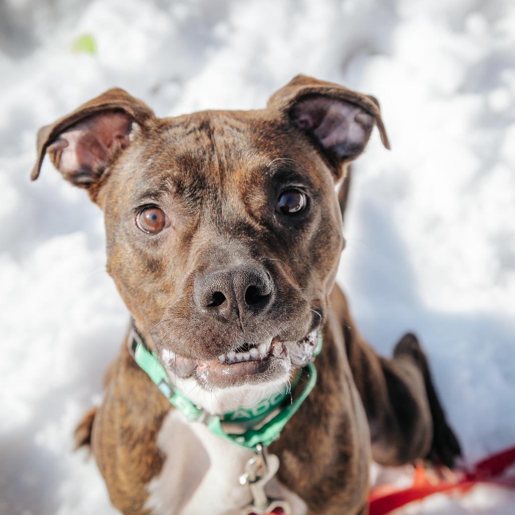Enlarge Milo, a Adoptable Mixed Breed in West Olive, MI image 4/6