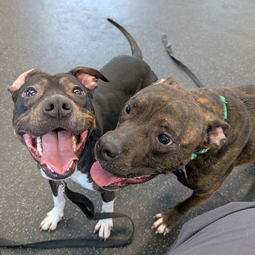 Enlarge Milo, a Adoptable Mixed Breed in West Olive, MI image 5/6