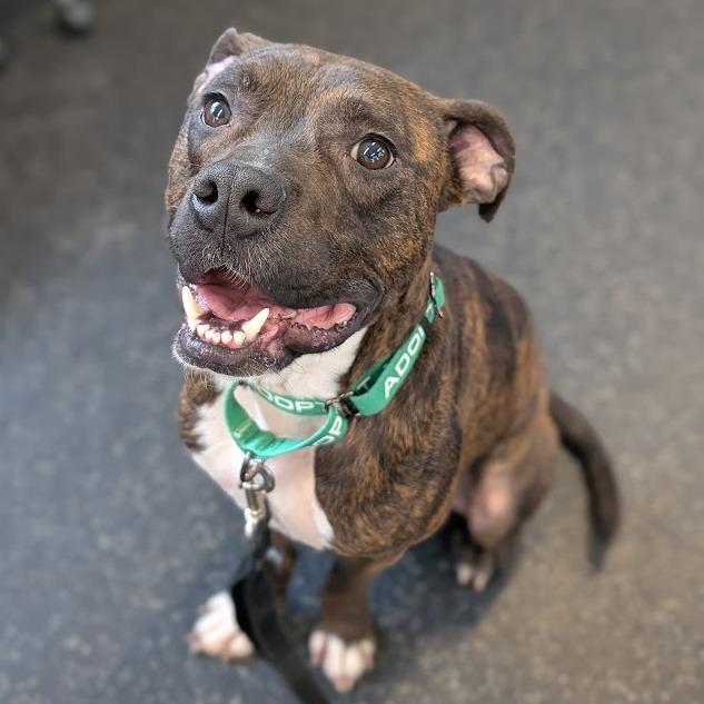 Enlarge Milo, a Adoptable Mixed Breed in West Olive, MI image 6/6