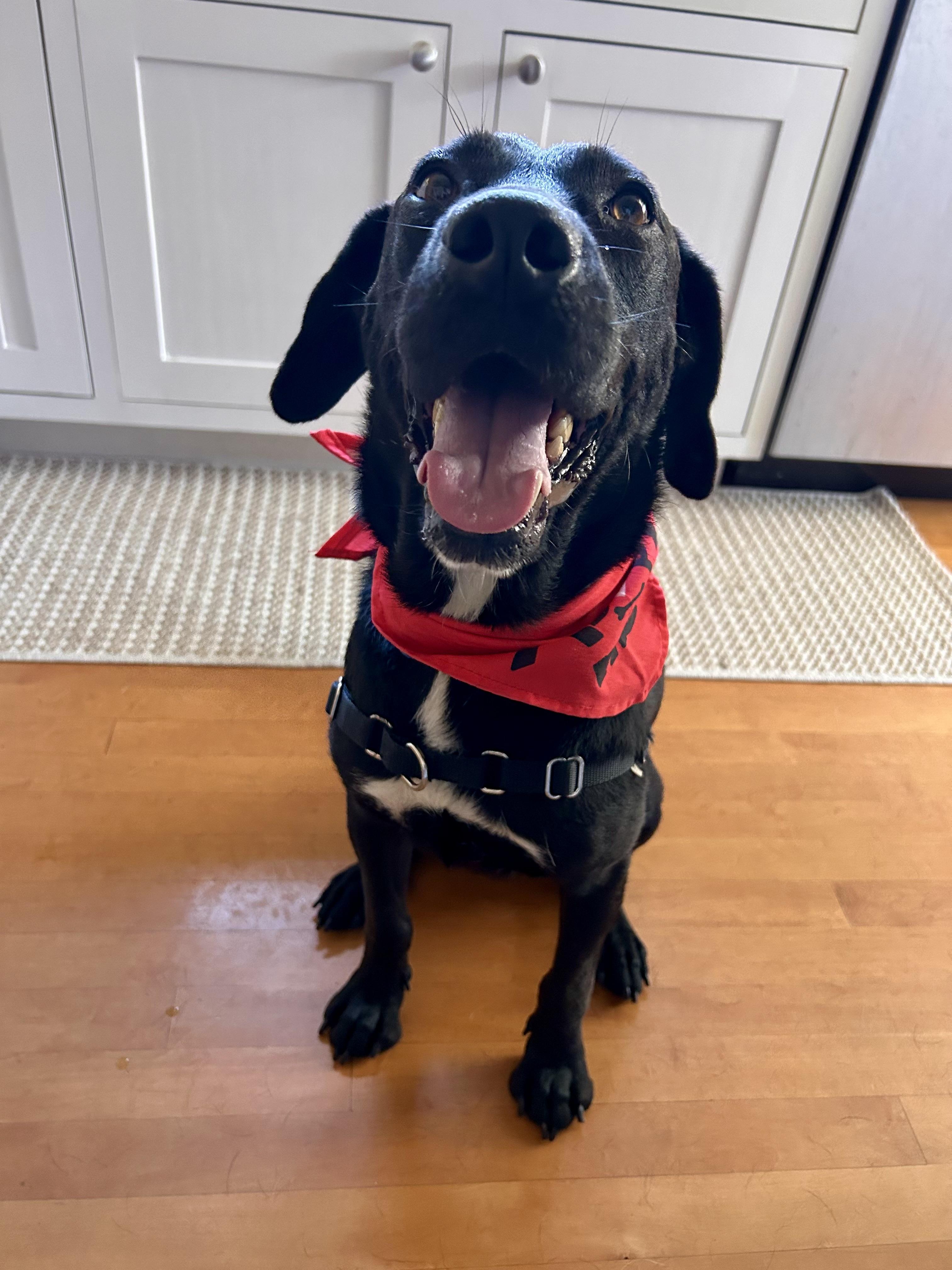 Benny, a Adoptable mixed breed in San Diego, CA image 6/6