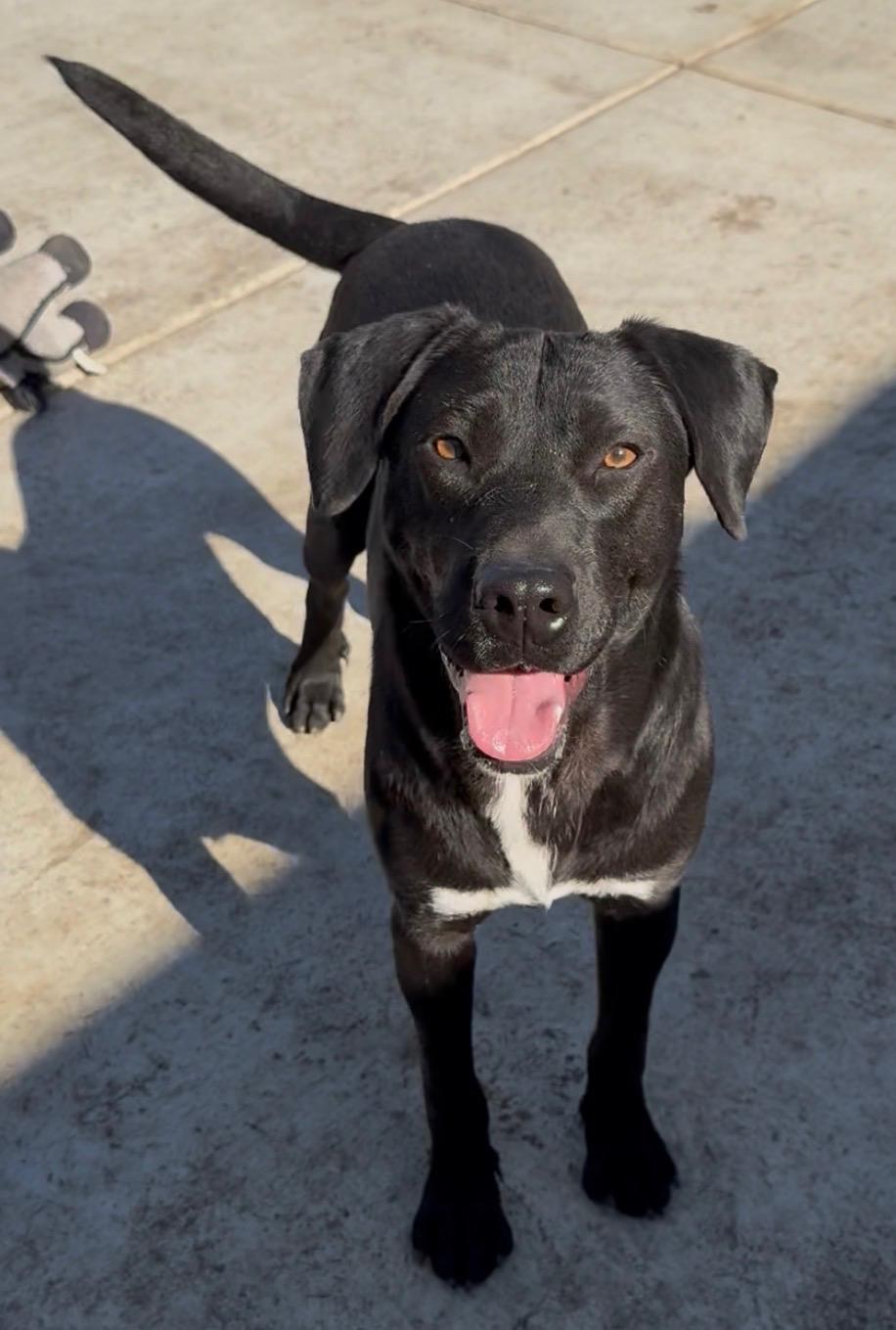 Benny, a Adoptable mixed breed in San Diego, CA image 3/6