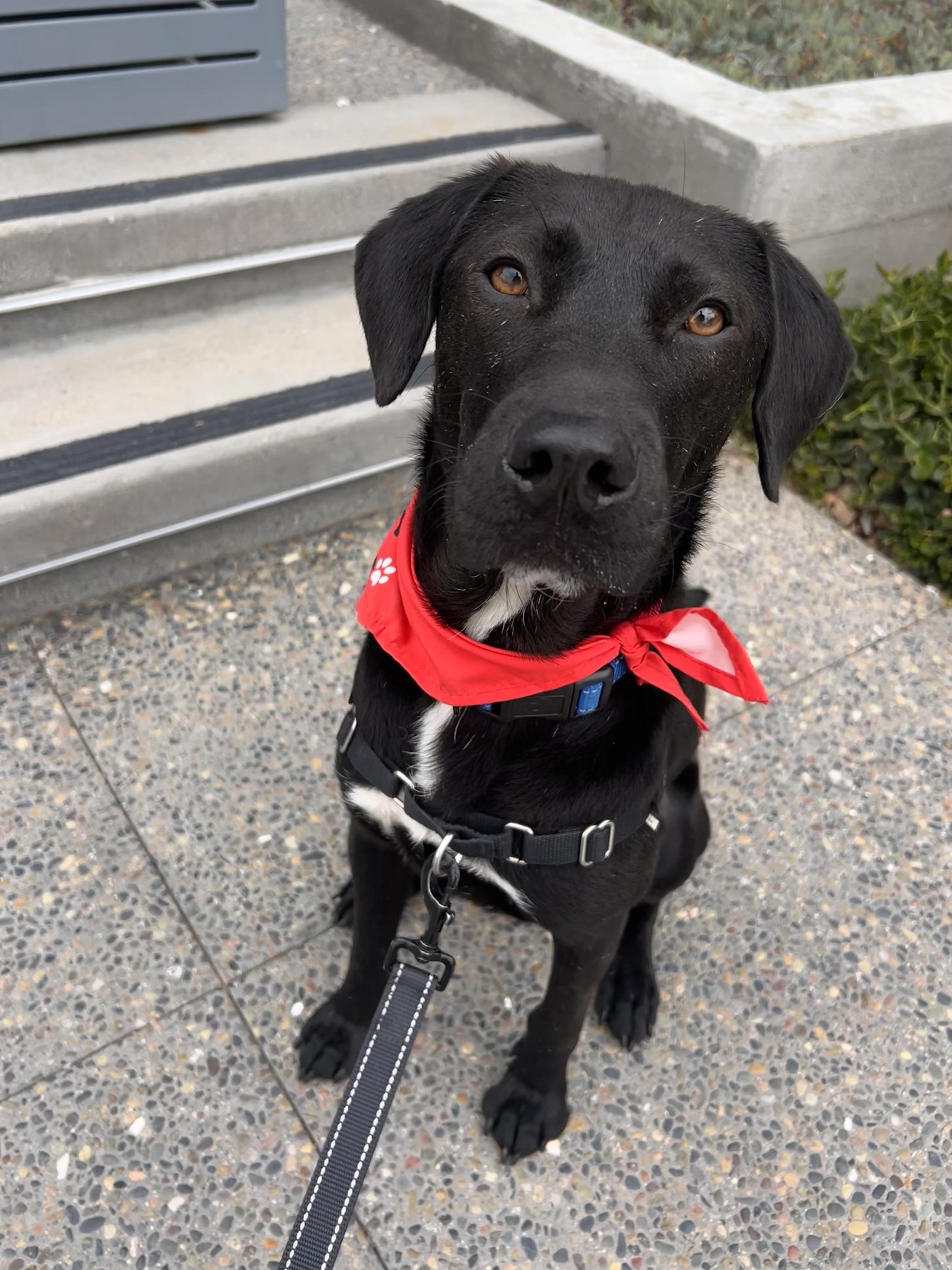 Benny, a Adoptable mixed breed in San Diego, CA image 5/6