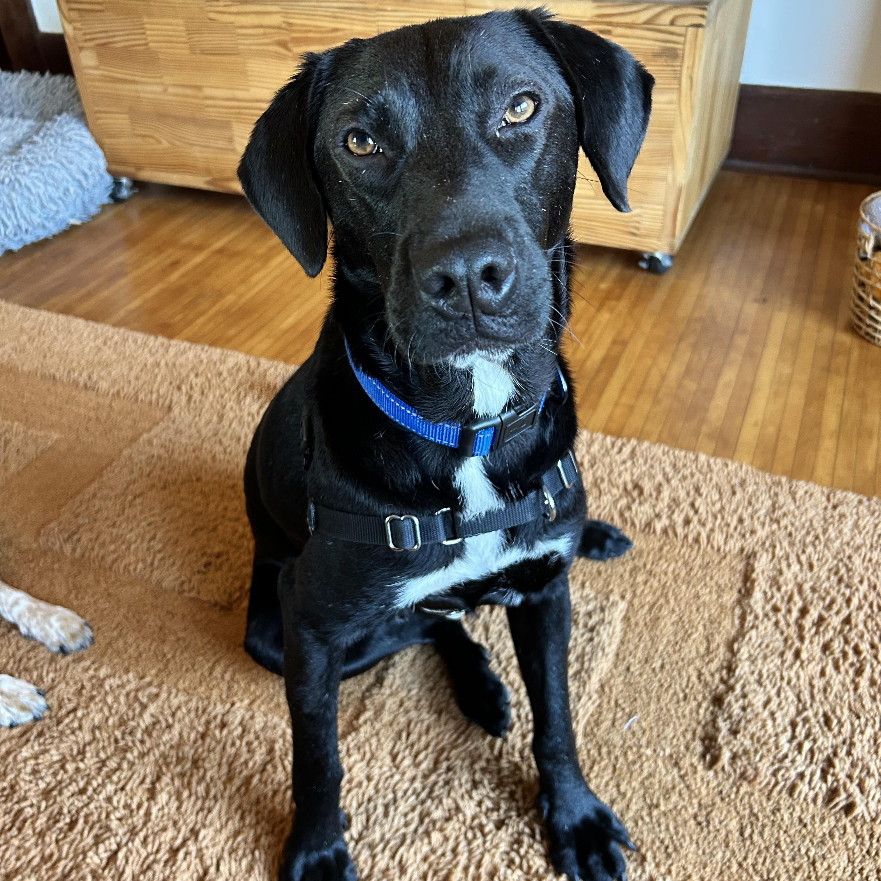Benny, a Adoptable mixed breed in San Diego, CA image 1/6