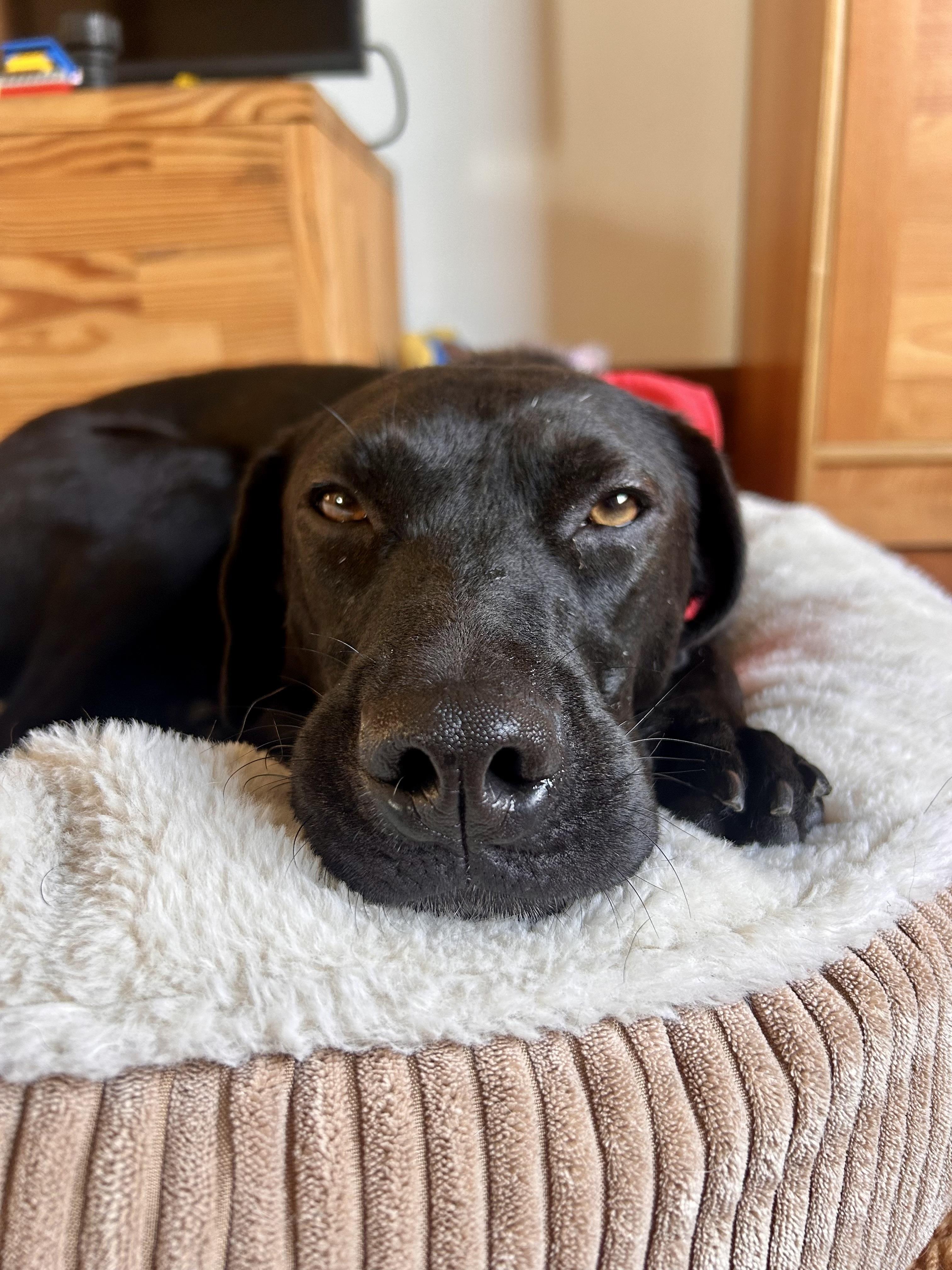 Benny, a Adoptable mixed breed in San Diego, CA image 4/6