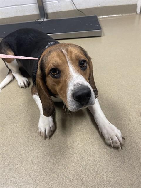 TICK, Adoptable, Young Male Beagle.