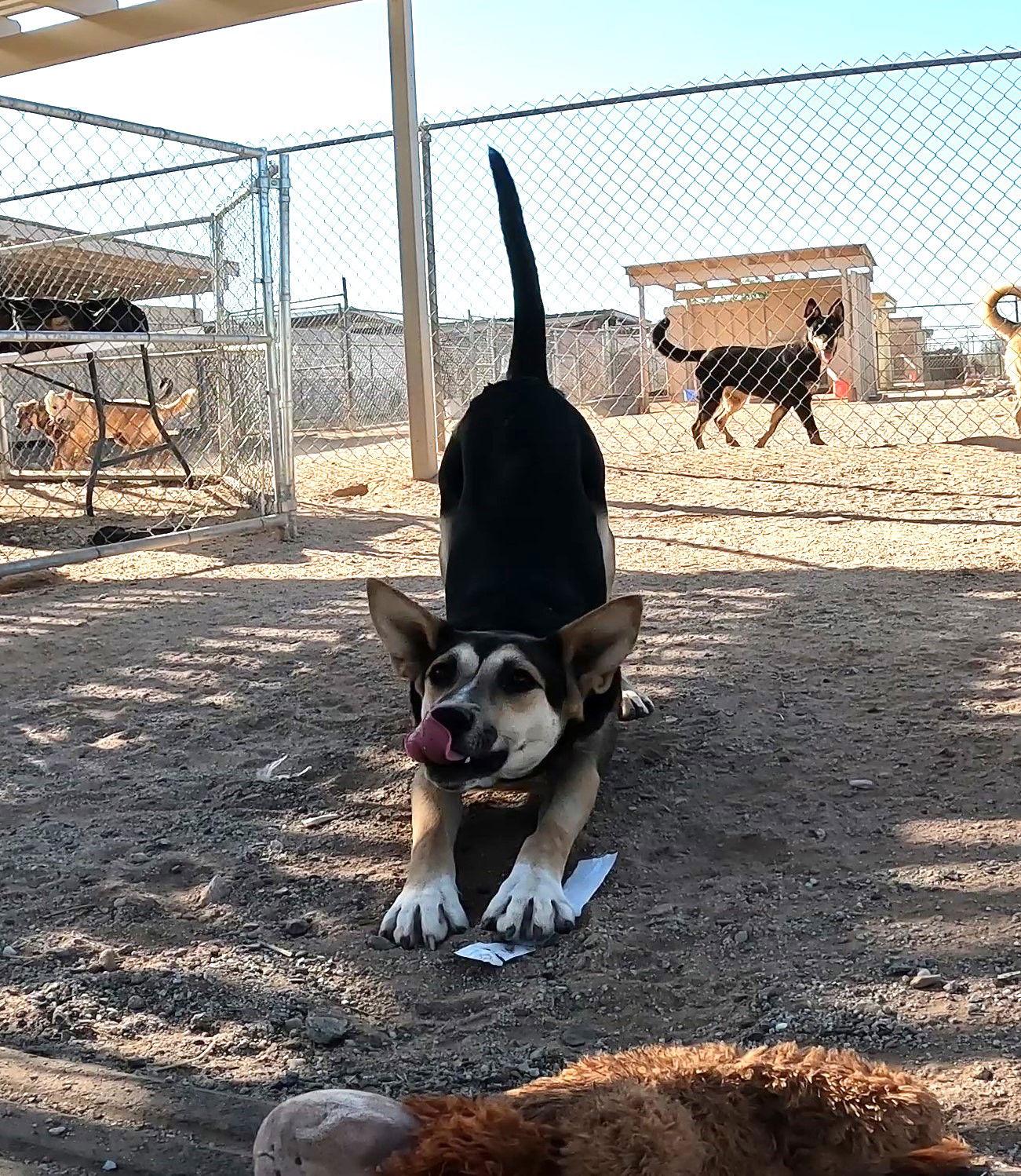 Mona, Adoptable, Adult Female Shepherd.