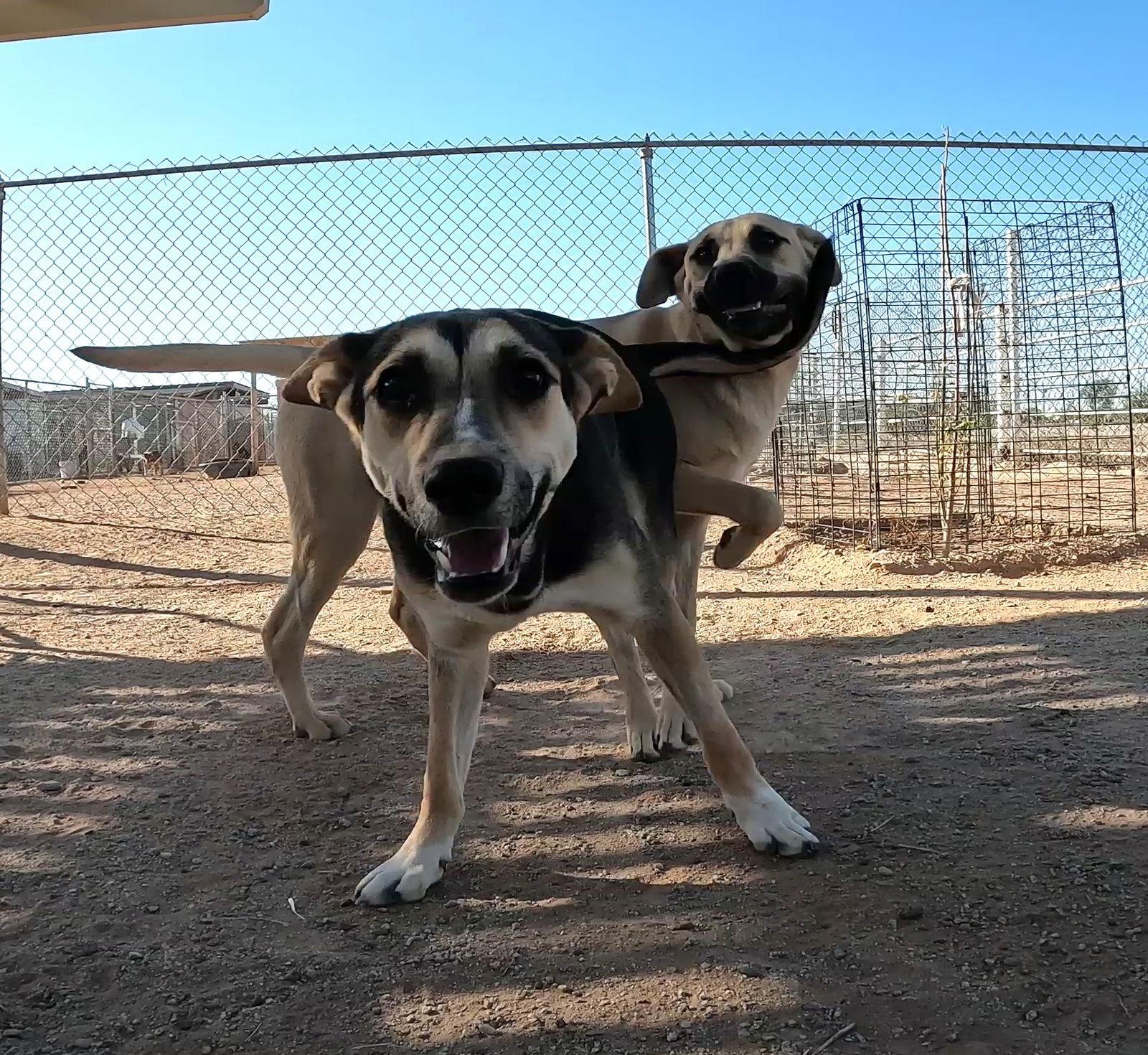 Mona, Adoptable, Adult Female Shepherd.