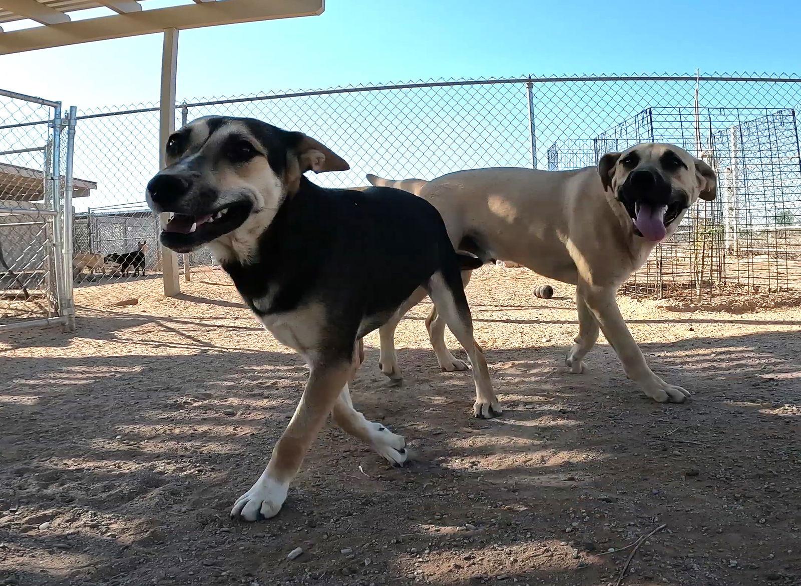 Mona, a Adoptable Shepherd in Queen Creek, AZ image 3/3