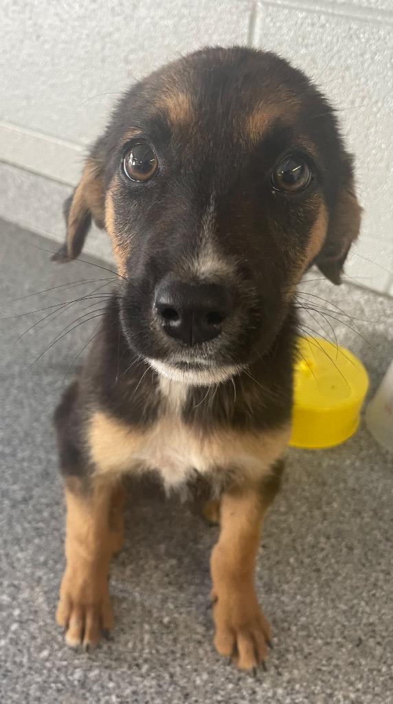 Enlarge Dannie, a Adoptable mixed breed in Henderson, NC image 1/1