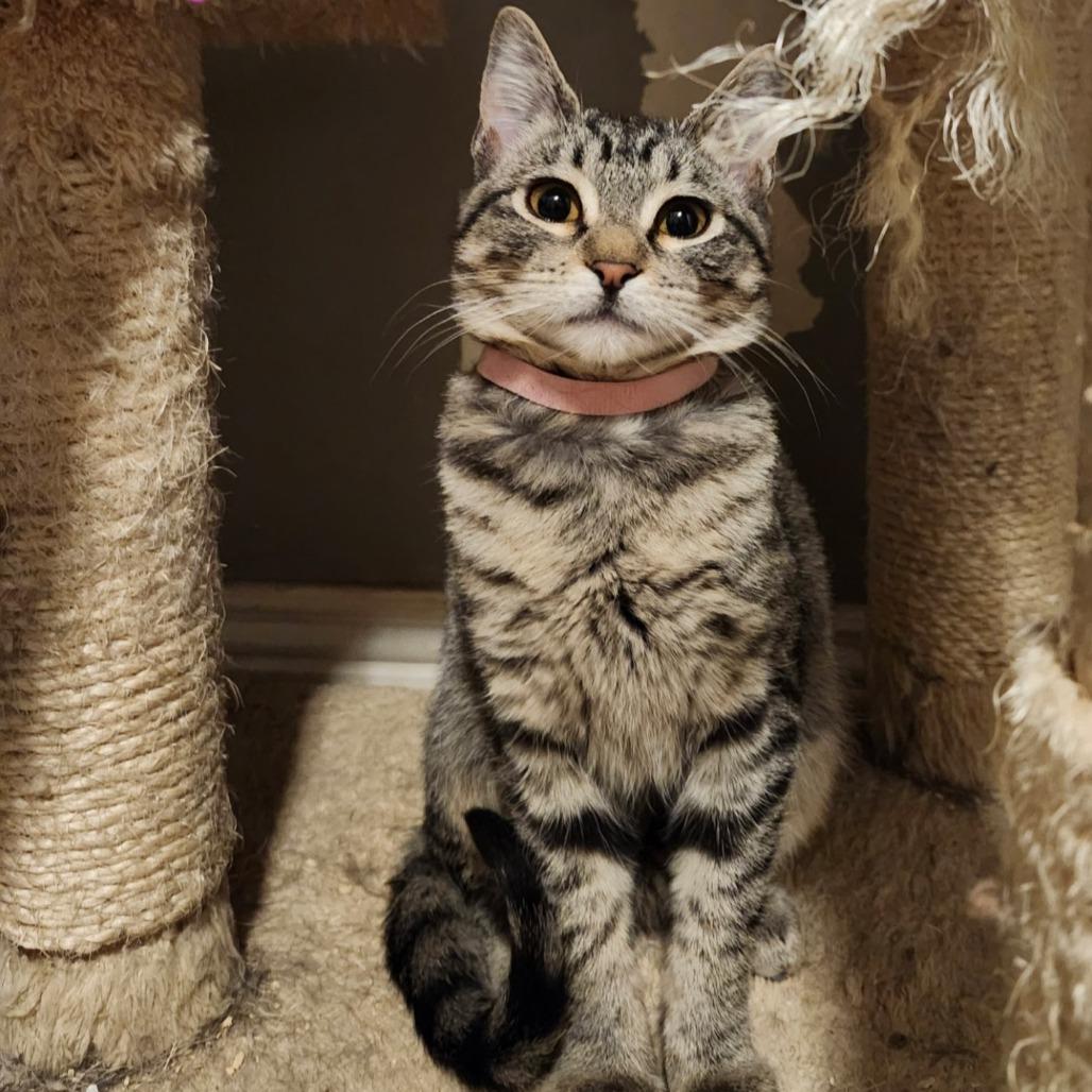 Moira, Adoptable, Kitten Female Domestic Short Hair.