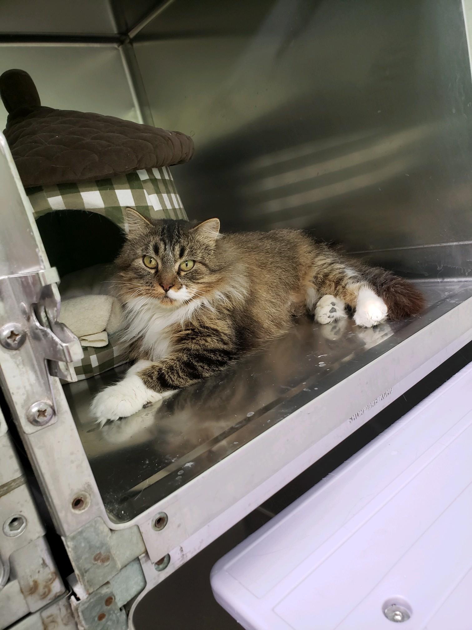 Buffy, adopted, Adult Female Domestic Long Hair.