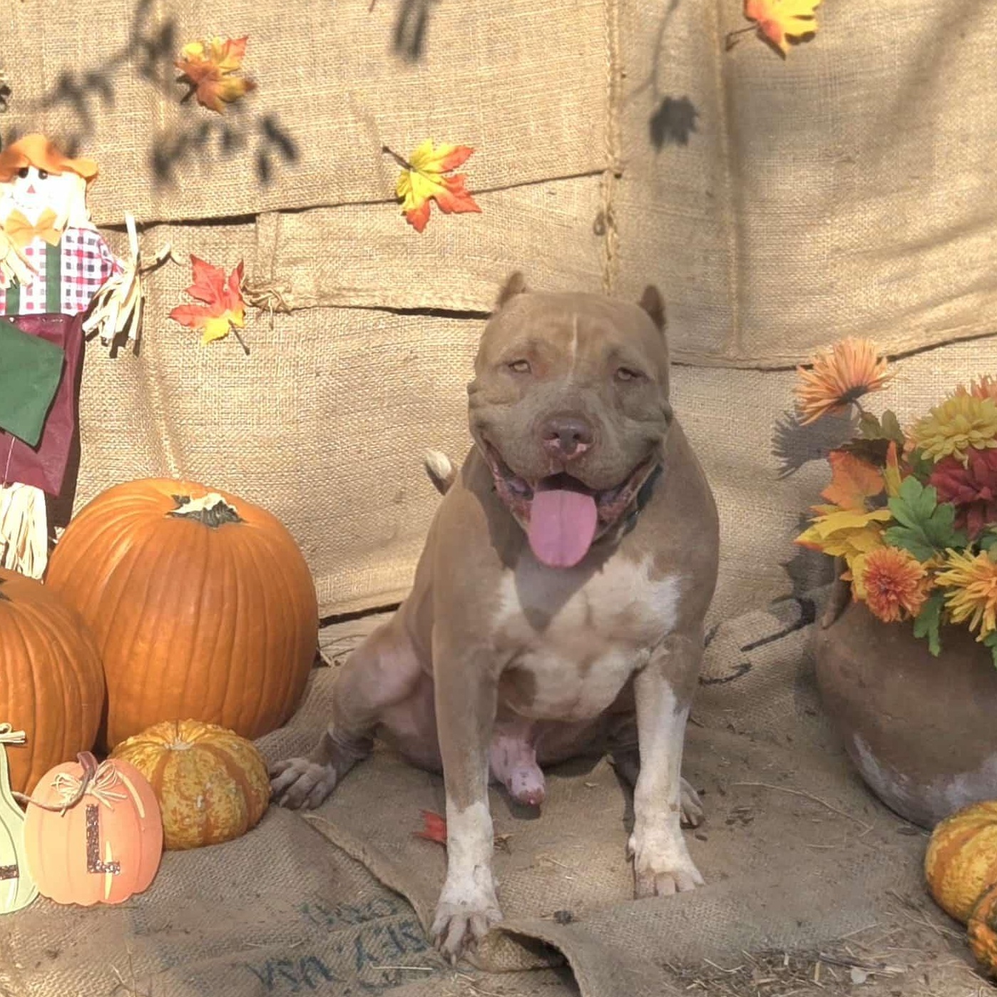 Enlarge Scooby, a Adoptable mixed breed in Wichita, KS image 3/3