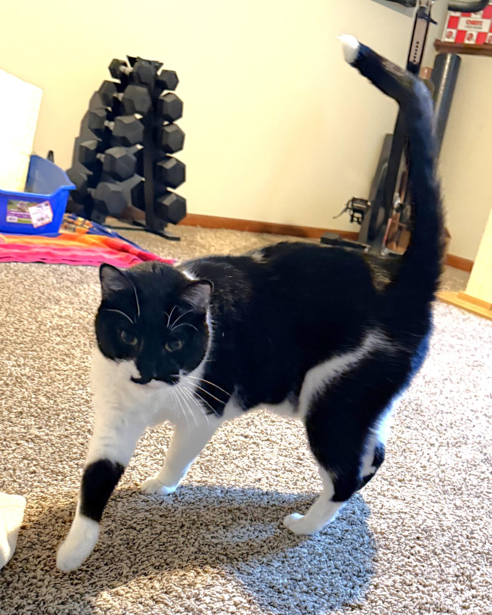 Enlarge Antonio, a Adoptable Domestic Short Hair in Shawnee, KS image 1/3