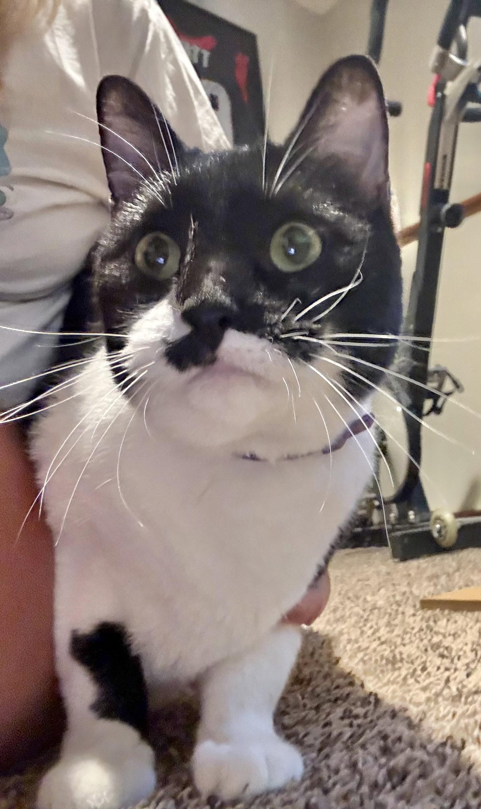 Antonio, a Adoptable Domestic Short Hair in Shawnee, KS image 2/3