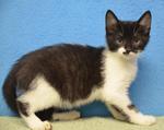 Antonio, a Adoptable Domestic Short Hair in Shawnee, KS image 2/3