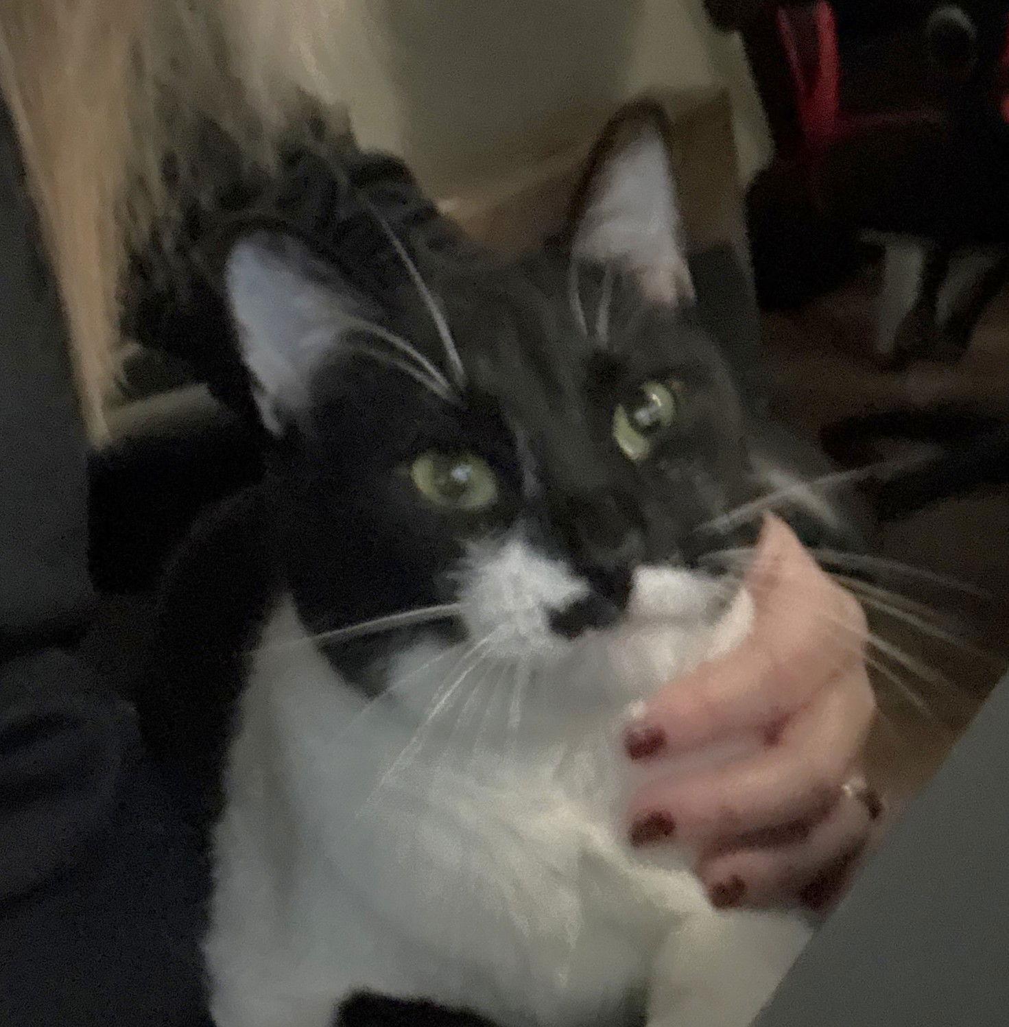 Enlarge Antonio, a Adoptable Domestic Short Hair in Shawnee, KS image 1/3