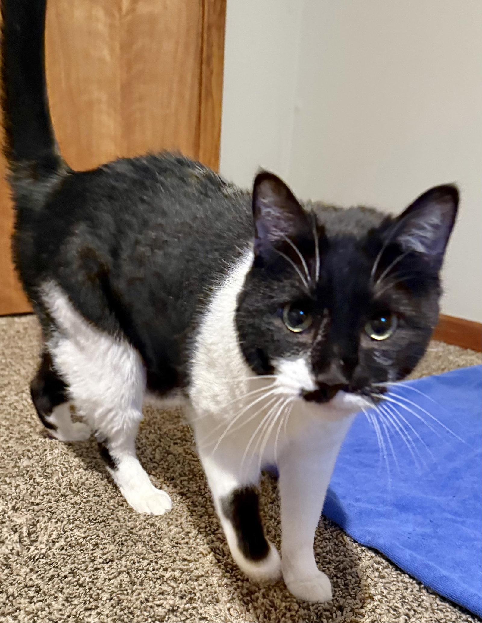 Antonio, a Adoptable Domestic Short Hair in Shawnee, KS image 3/3