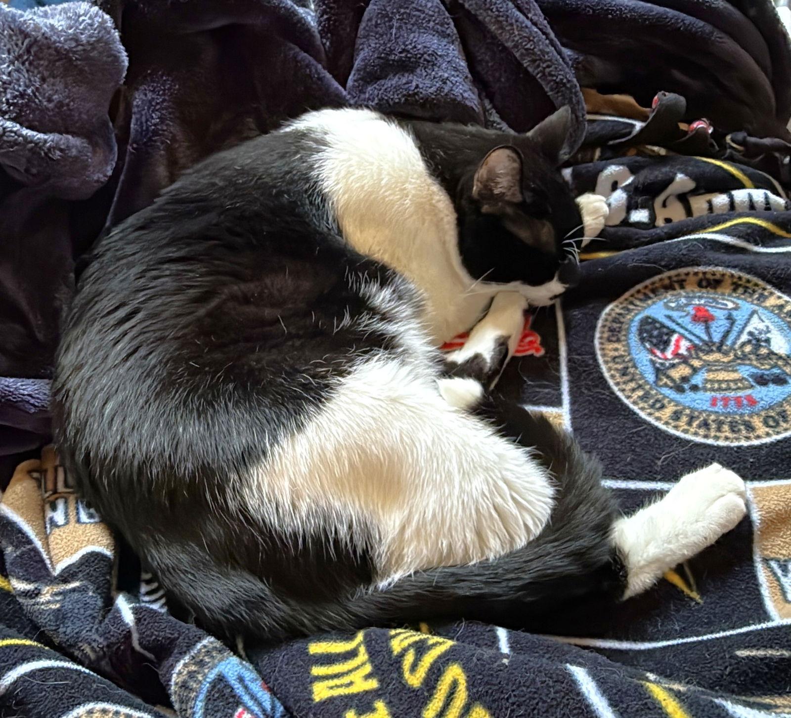 Enlarge Antonio, a Adoptable Domestic Short Hair in Shawnee, KS image 2/3