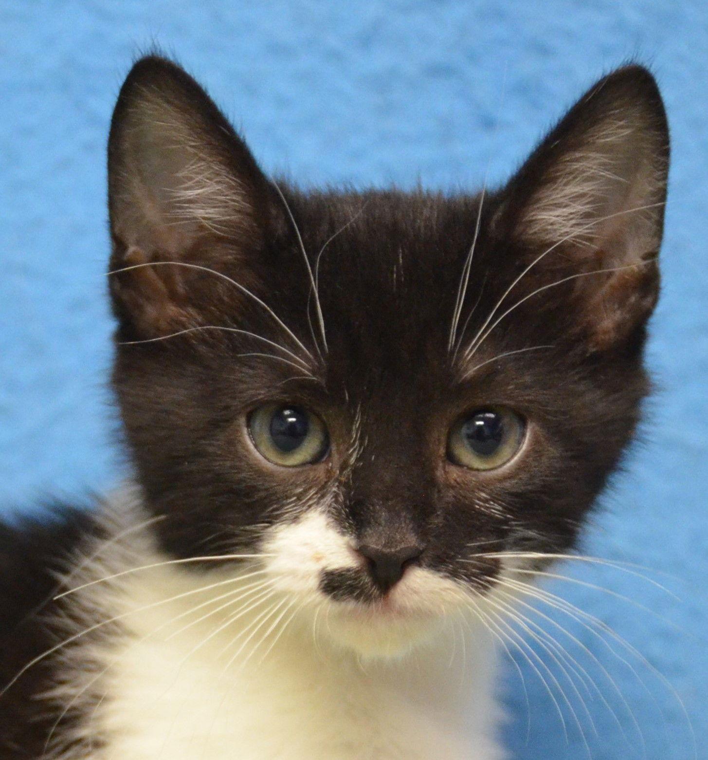 Enlarge Antonio, a Adoptable Domestic Short Hair in Shawnee, KS image 3/3