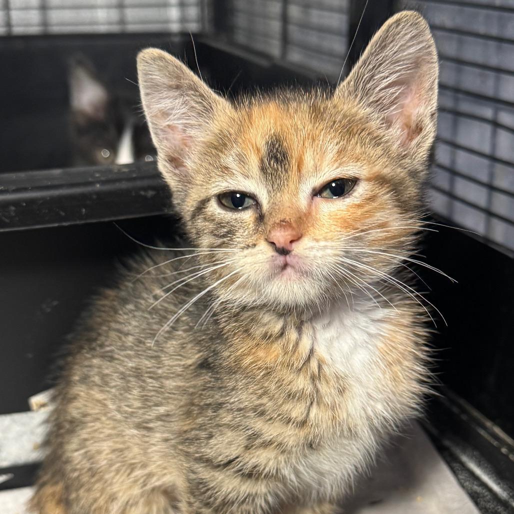 Elena, Adoptable, Kitten Female Domestic Short Hair & Domestic Short Hair.