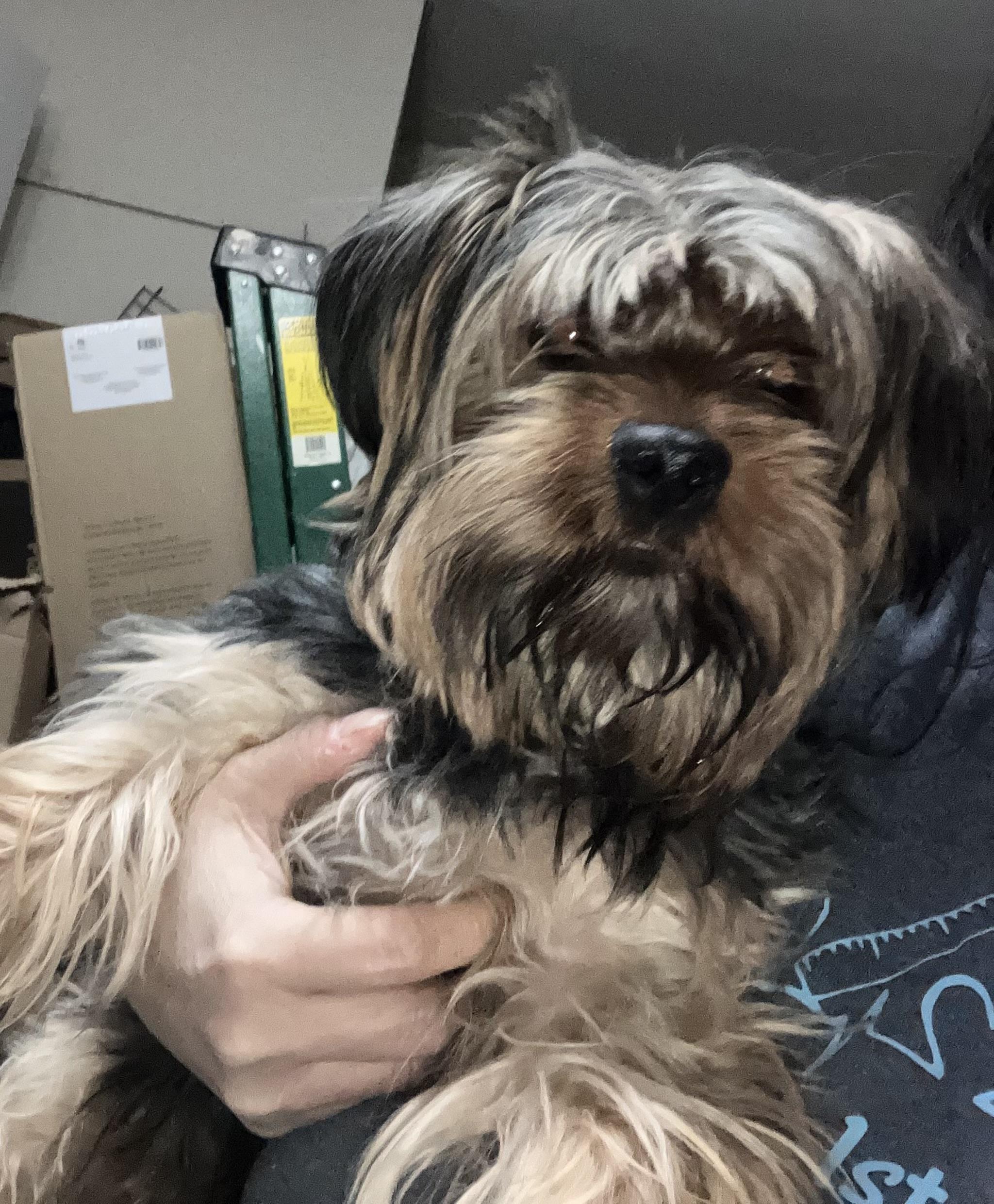 Shaggy, ADOPTABLE, Adult Male Yorkshire Terrier.