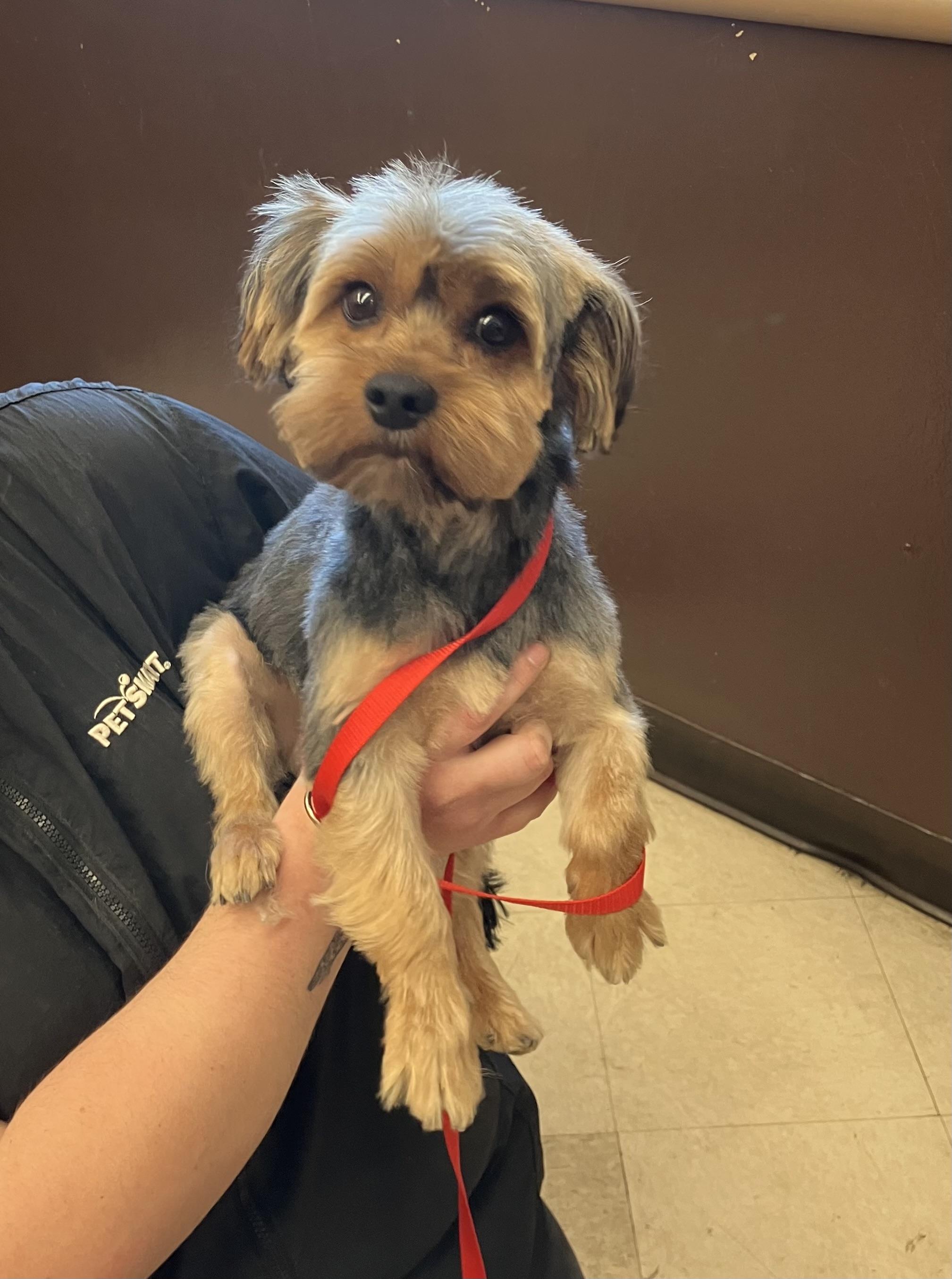 Enlarge Shaggy, an adopted mixed breed in Henderson, NV image 4/4