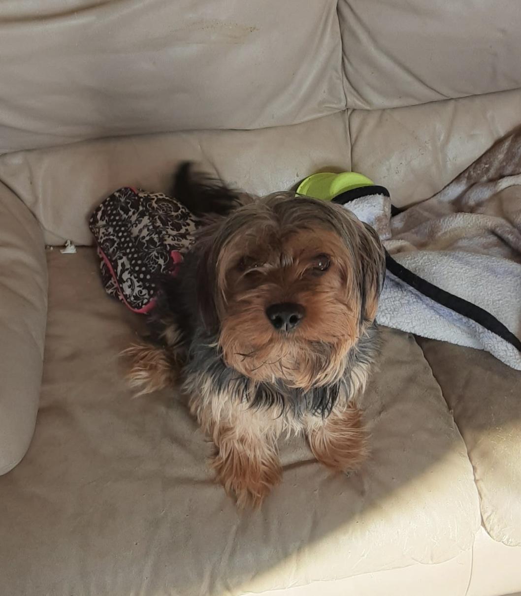 Shaggy, a ADOPTABLE mixed breed in Henderson, NV image 2/2