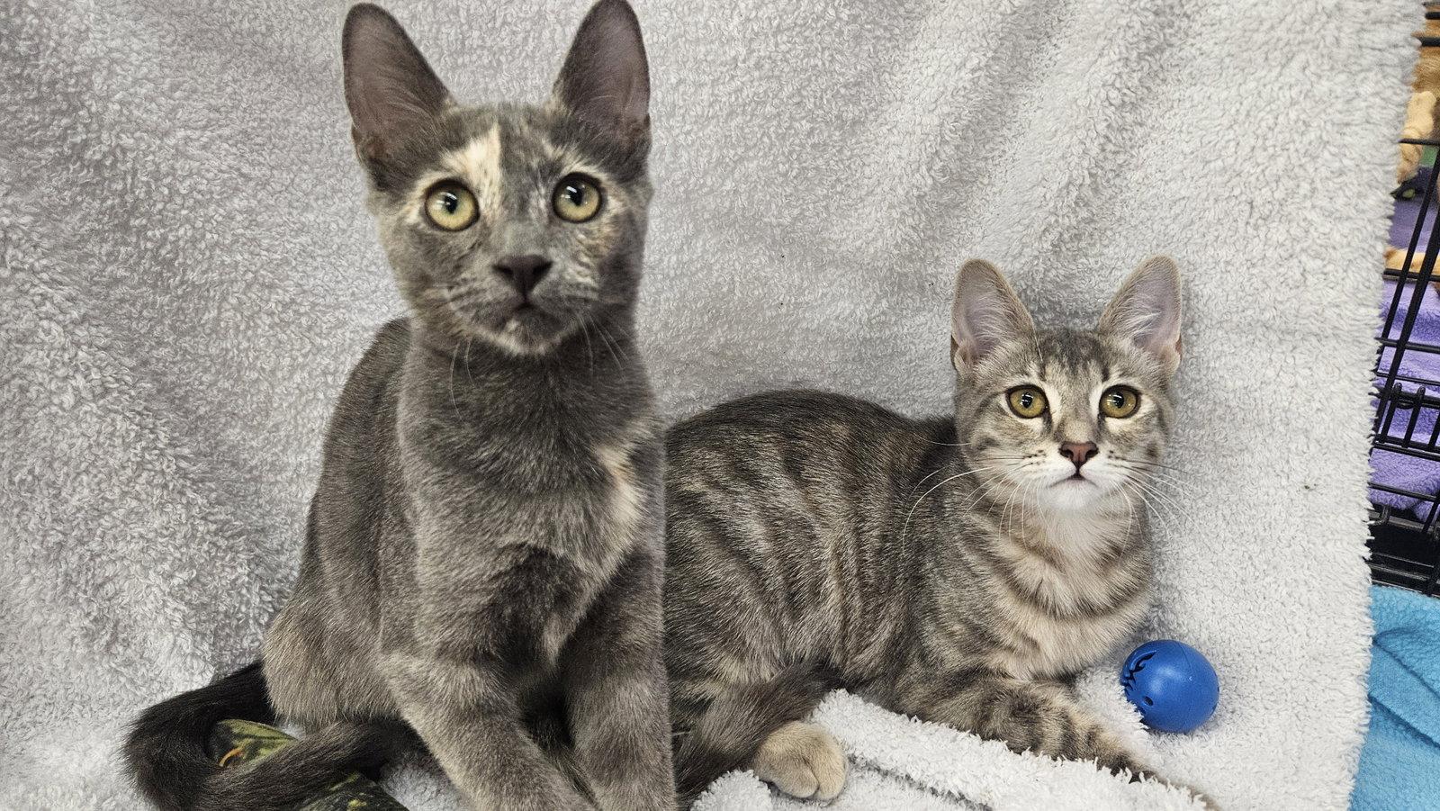Dixie & Trixie - Bonded Sisters, Adoptable, Kitten Female Domestic Short Hair.