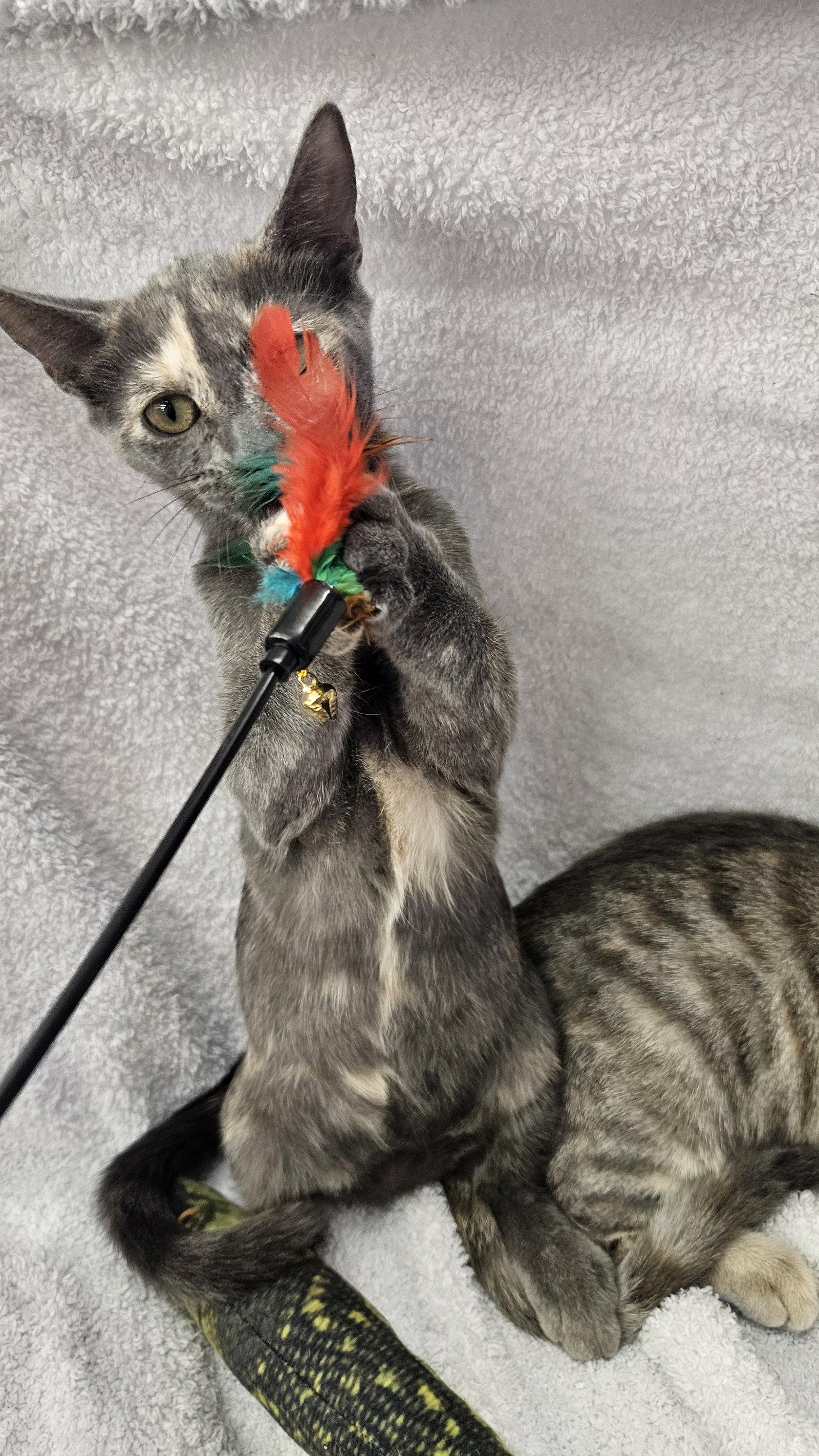 Enlarge Dixie & Trixie - Bonded Sisters, a Adoptable Domestic Short Hair in Antioch, CA image 2/3