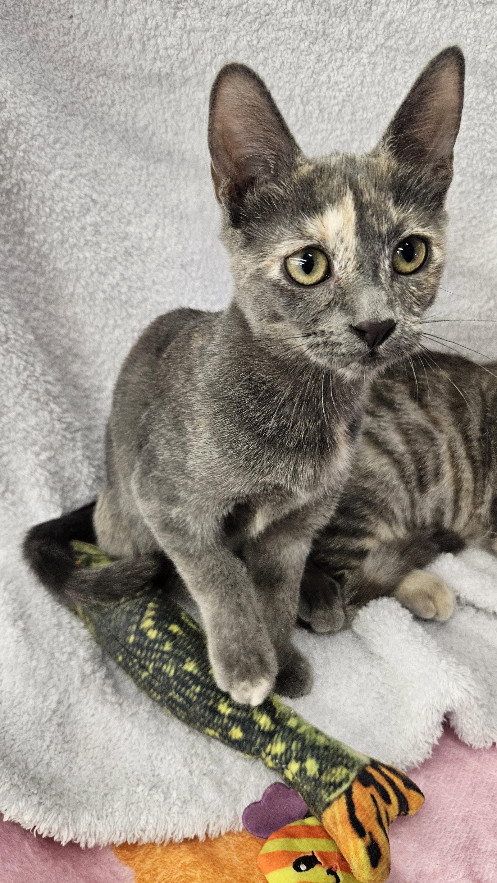 Enlarge Dixie & Trixie - Bonded Sisters, a Adoptable Domestic Short Hair in Antioch, CA image 3/3